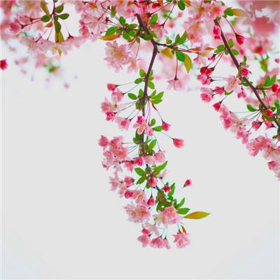 闪烁之光日本版下载